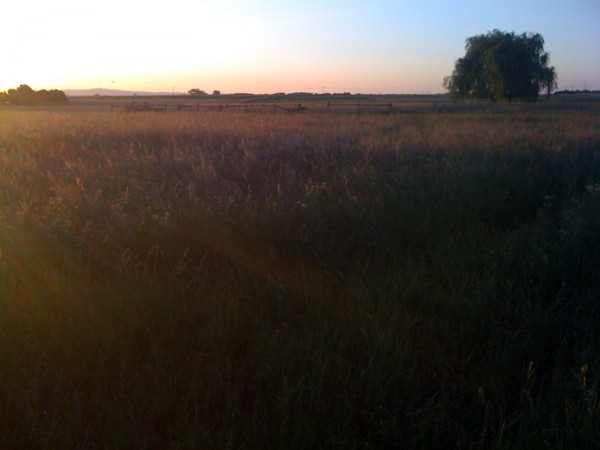 Sonnenuntergang im Feld