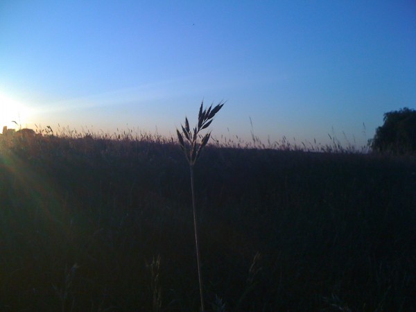 Sonnenuntergang im Feld2