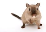 Maus