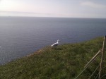 eine Möwe am Abrund im Hintergrund das Meer